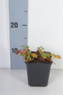 Snaputis cantabr. (Lot Geranium cantabr.) 'Karmina' P9 | SNAPUČIAI | SMILGOS - VARPINIAI AUGALAI
