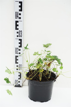 Snaputis kantabrinis (Lot Geranium cantabrigiense) 'St Ola' C2/P17 | SNAPUČIAI | SMILGOS - VARPINIAI AUGALAI