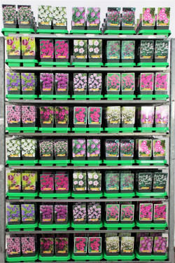 Geranium MIX (Lot Geranium in)  P11 - nuotrauka 1