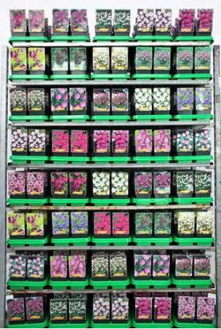 Geranium MIX (Lot Geranium in)  P11 - nuotrauka 2