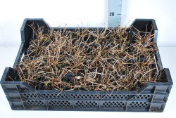 Snaputis (Lot Geranium) 'Johnson's Blue' P9 JAUNI AUGALAI