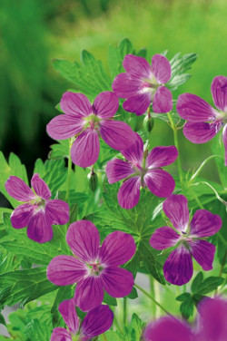 Snaputis palustre (Lot Geranium palustre) P9 | SNAPUČIAI | SMILGOS - VARPINIAI AUGALAI