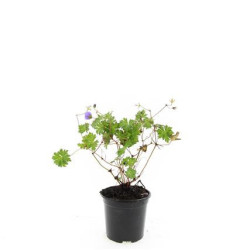 Snaputis (Lot Geranium) 'Rozanne' C1,5/P15