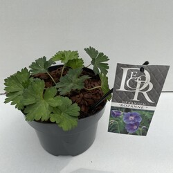 Snaputis (Lot Geranium) 'Rozanne' C2/P17 | SNAPUČIAI | SMILGOS - VARPINIAI AUGALAI