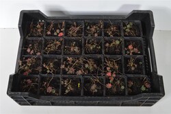 Snaputis raudonžiedis (Lot Geranium sanguineum) P9 | SNAPUČIAI | SMILGOS - VARPINIAI AUGALAI