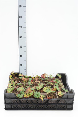 Snaputis (Lot Geranium) 'Tiny Monster' P9 JAUNI AUGALAI
