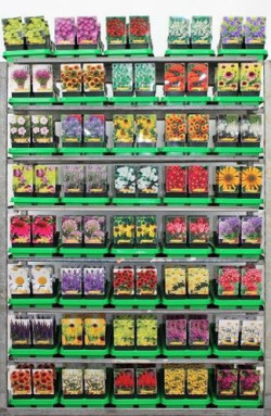 Perennials MIX (Lot Perennials in)  MIX P11 - nuotrauka 2