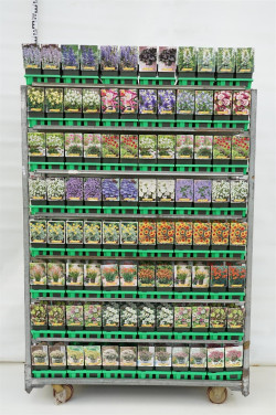 Perennials MIX (Lot Perennials in)   Ajuga, Aquilegia, Armeria, Campanula, Coreopsis, Crocosmia, Helleborus & Sedum