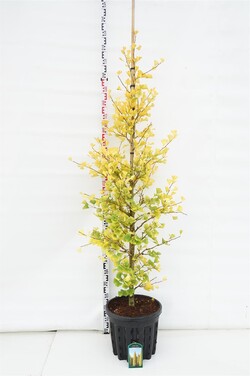 Ginkmedis dviskiautis (Lot Ginkgo biloba) 'Blagon' C35 KOTO APIMTIS 5-6 CM | MARGALAPĖ MONAŽOLĖ | VANDENS IR PAKRANČIŲ AUGALAI