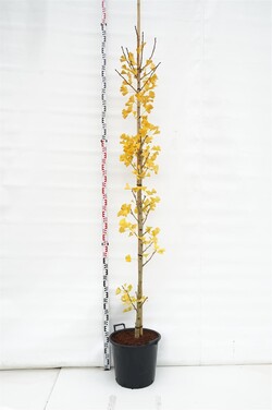Ginkmedis dviskiautis (Lot Ginkgo biloba) 'Brivingtetun' C35 KAMIENO APIMTIS  8-10 CM