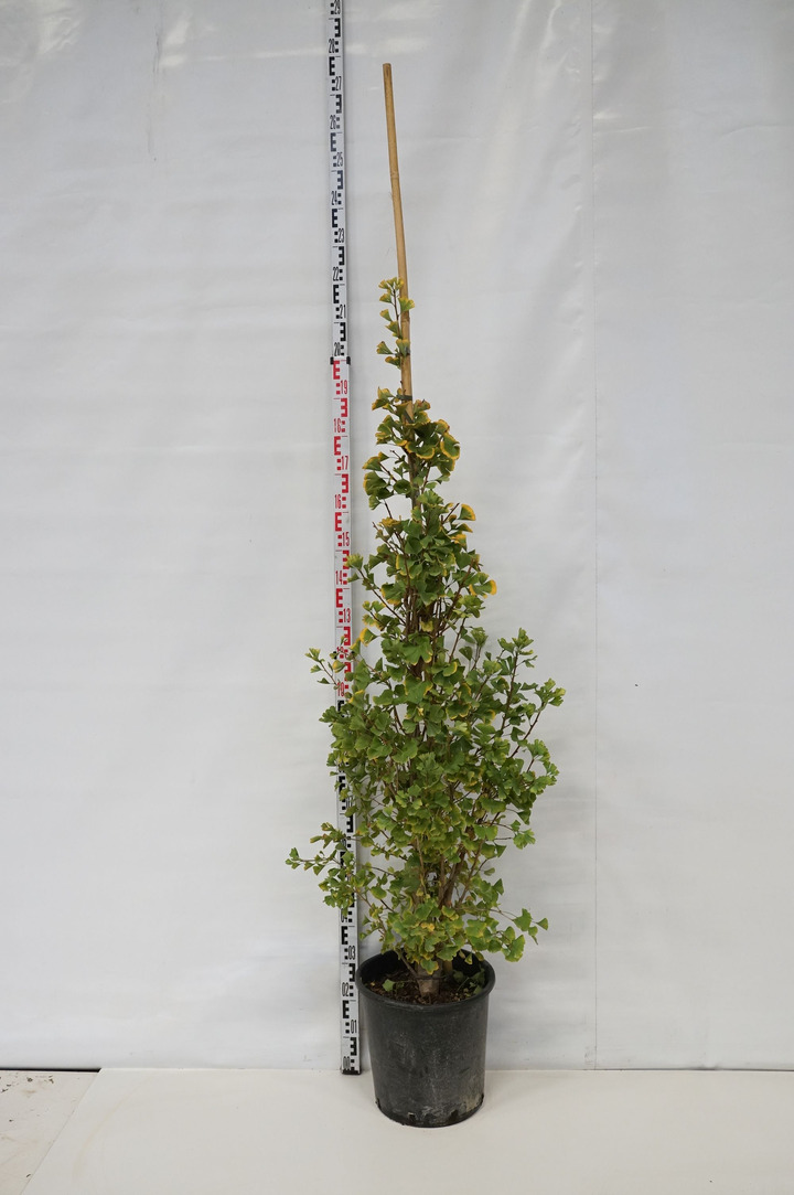Ginkmedis dviskiautis (Lot Ginkgo b.) 'Fastigiata Blagon' C25 125-150 CM | MARGALAPĖ MONAŽOLĖ | VANDENS IR PAKRANČIŲ AUGALAI