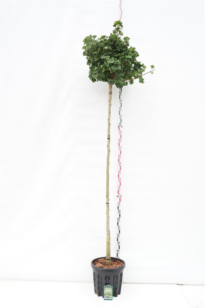 Ginkmedis dviskiautis (Lot Ginkgo biloba) 'Globus' C35 KOTAS 225 CM KOTO APIMTIS 10-12 CM | MARGALAPĖ MONAŽOLĖ | VANDENS IR PAKR