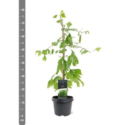 Ginkmedis dviskiautis (Lot Ginkgo biloba)  C3/P19 50-60 CM