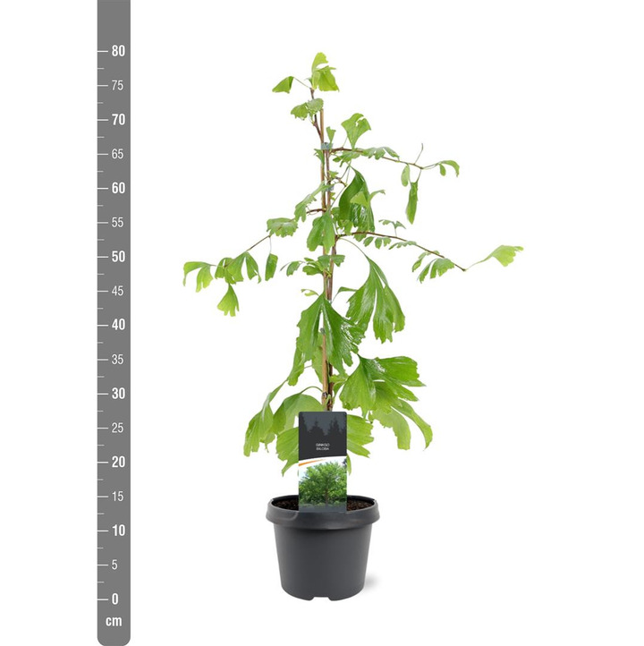 Ginkmedis dviskiautis (Lot Ginkgo biloba)  C3/P19 50-60 CM