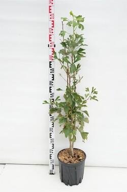 Ginkmedis dviskiautis (Lot Ginkgo biloba)  C10 80-100 CM 3 ST