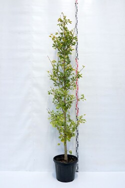 Ginkmedis dviskiautis (Lot Ginkgo biloba)  C30 200-250 CM