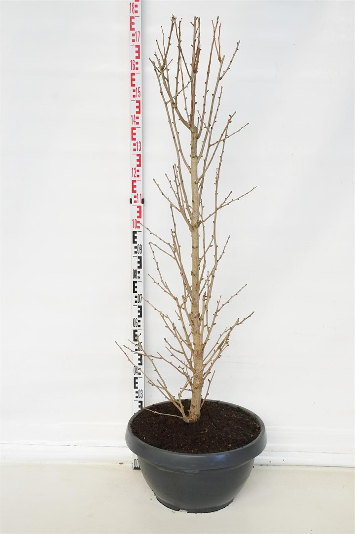 Ginkmedis dviskiautis (Lot Ginkgo biloba) C35 125-150 CM | MARGALAPĖ MONAŽOLĖ | VANDENS IR PAKRANČIŲ AUGALAI