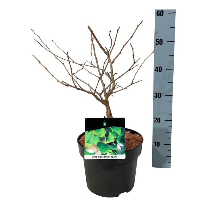 Ginkmedis dviskiautis (Lot Ginkgo biloba) 'Little Emperor' C5/P23 30-40 CM | MARGALAPĖ MONAŽOLĖ | VANDENS IR PAKRANČIŲ AUGALAI