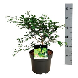 Ginkmedis dviskiautis (Lot Ginkgo biloba) 'Little Emperor' C5/P23 30-40 CM - nuotrauka 2