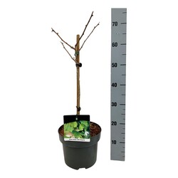 Ginkmedis dviskiautis (Lot Ginkgo biloba) 'Little Emperor' C5/P23 STIEBAS 40 CM - nuotrauka 1