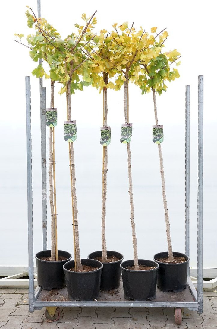 Ginkmedis dviskiautis (Lot Ginkgo bil.) 'Marieke' C10 STIEBAS 180 CM KAMIENO APIMTIS 6-8 CM