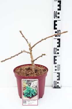 Ginkmedis dviskiautis (Lot Ginkgo biloba) 'Mariken' C3/P19 20-25 CM