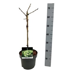 Ginkmedis dviskiautis (Lot Ginkgo biloba) 'Mariken' C4/P21 STIEBAS 40 CM - nuotrauka 1