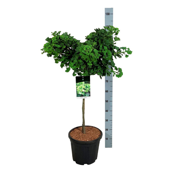 Ginkmedis dviskiautis (Lot Ginkgo biloba) 'Mariken' C15 KOTAS 60 CM | MARGALAPĖ MONAŽOLĖ | VANDENS IR PAKRANČIŲ AUGALAI