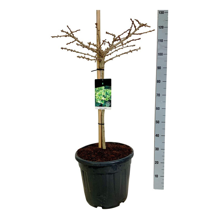 Ginkmedis dviskiautis (Lot Ginkgo biloba) 'Mariken' C30 STIEBAS 60 CM