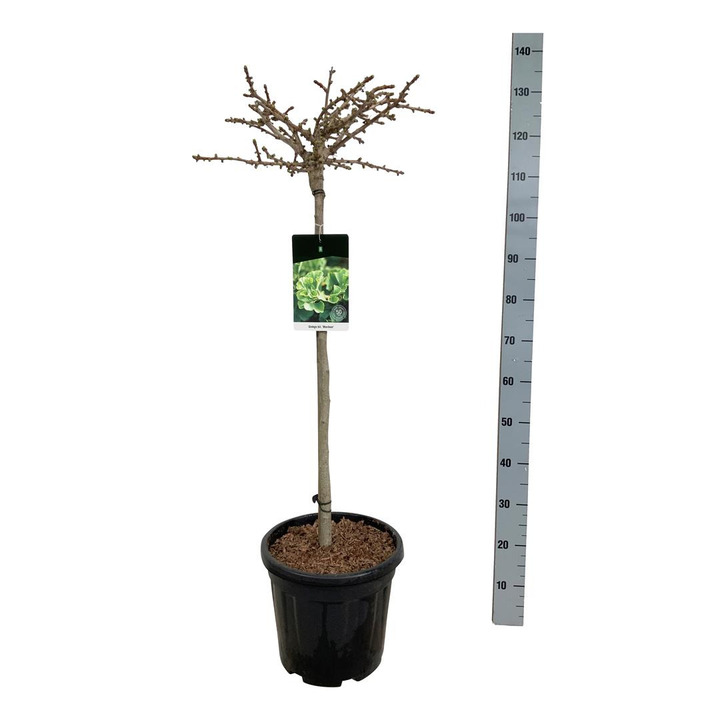 Ginkmedis dviskiautis (Lot Ginkgo biloba) 'Mariken' C15 KOTAS 80 CM | MARGALAPĖ MONAŽOLĖ | VANDENS IR PAKRANČIŲ AUGALAI