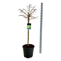 Ginkmedis dviskiautis (Lot Ginkgo biloba) 'Mariken' C30 STIEBAS 90 CM