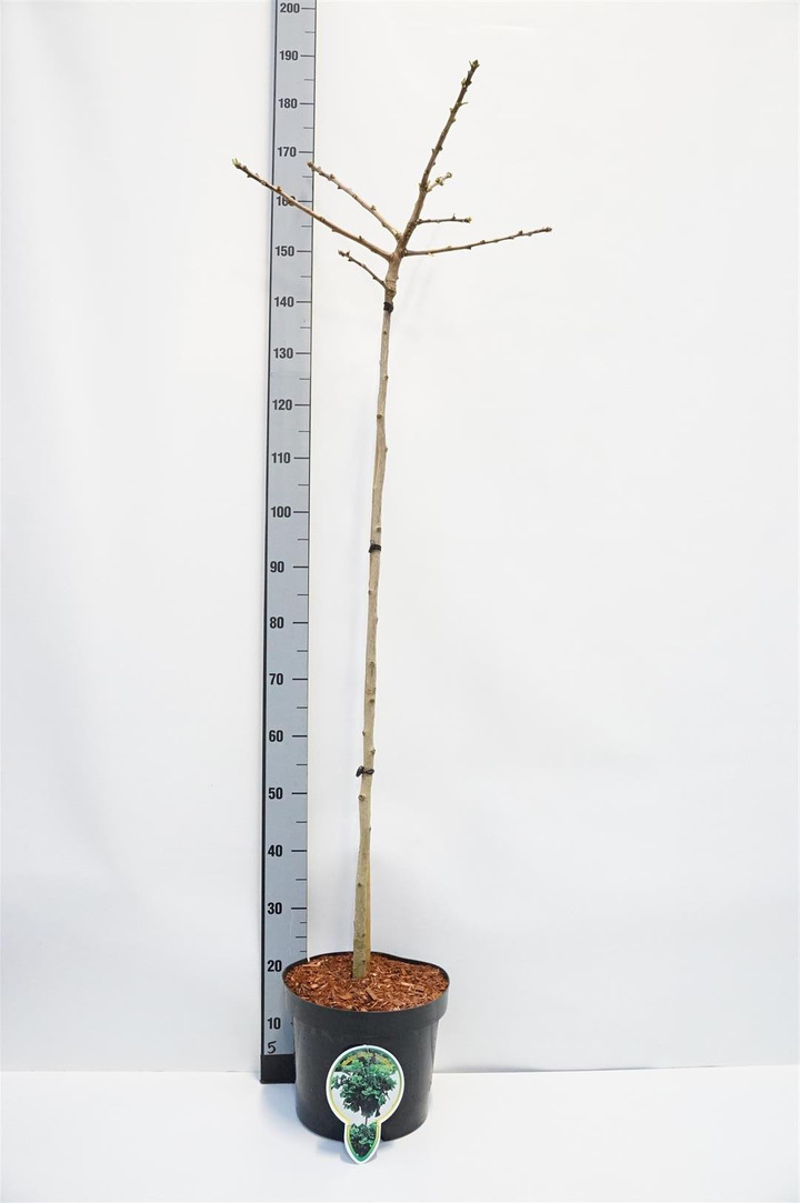 Ginkmedis dviskiautis (Lot Ginkgo biloba) 'Mariken' C10 STIEBAS 120 CM