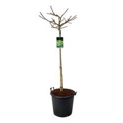 Ginkmedis dviskiautis (Lot Ginkgo biloba) 'Mariken' C55 STIEBAS 120 CM - nuotrauka 1