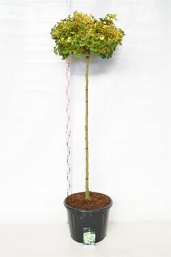Ginkmedis dviskiautis (Lot Ginkgo biloba) 'Mariken' C65 STIEBAS 150 CM - nuotrauka 1