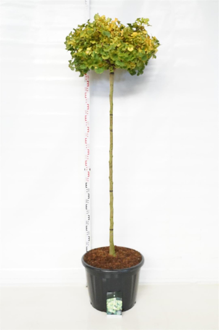 Ginkmedis dviskiautis (Lot Ginkgo biloba) 'Mariken' C65 STIEBAS 150 CM