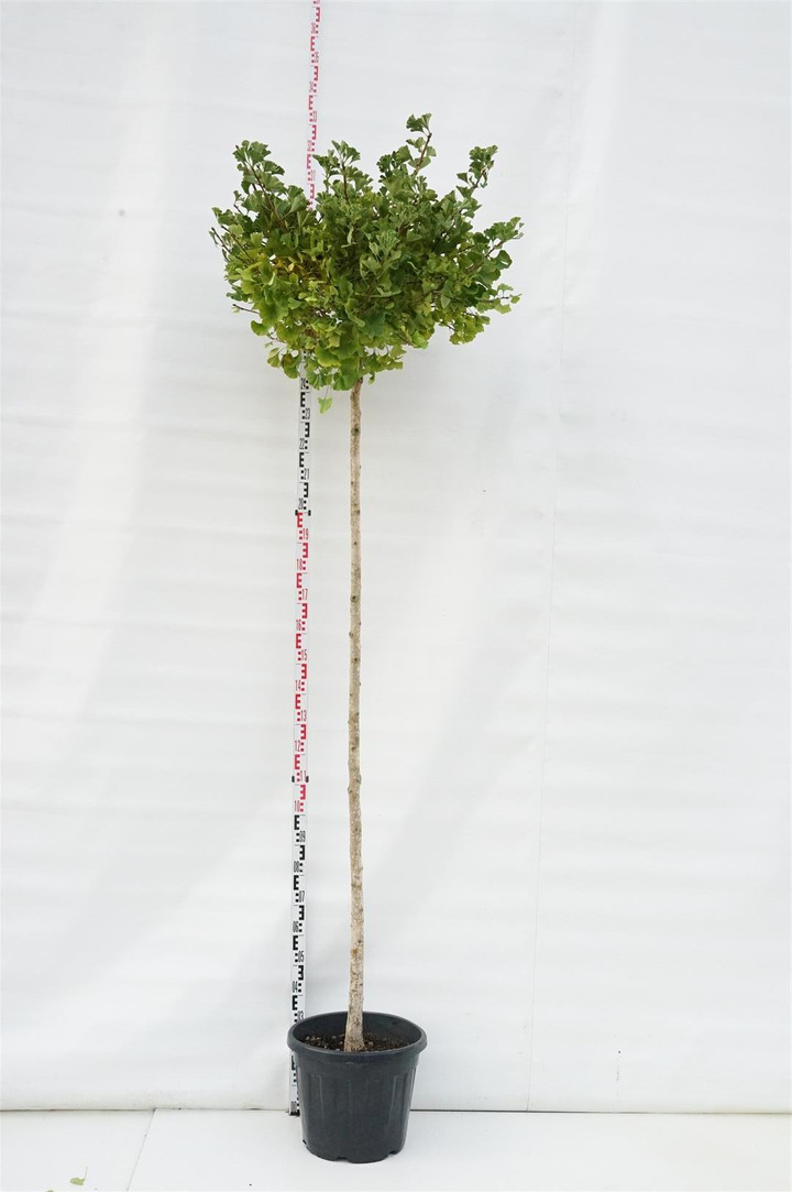 Ginkmedis dviskiautis  (Lot Ginkgo biloba) 'Mariken' C35 STIEBAS 200 CM KAMIENO APIMTIS 10-12 CM