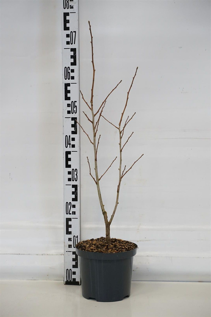 Ginkmedis dviskiautis (Lot Ginkgo biloba) 'Menhir' C2,5/P18 30-40 CM