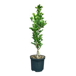 Ginkmedis dviskiautis (Lot Ginkgo bil.) 'Obelisk' C2,5/P18 30-40 CM | MARGALAPĖ MONAŽOLĖ | VANDENS IR PAKRANČIŲ AUGALAI