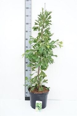 Ginkmedis dviskiautis (Lot Ginkgo biloba) 'Saratoga' C7,5/P26 80-100 CM | MARGALAPĖ MONAŽOLĖ | VANDENS IR PAKRANČIŲ AUGALAI