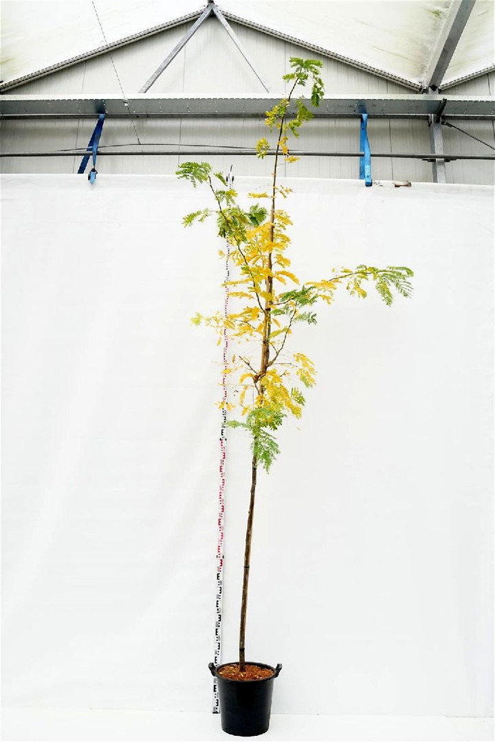 Gleditsia triac. (Lot Gleditsia triac.) 'Sunburst' C36 KOTO APIMTIS 8-10 CM | GLEDIČIJOS | MEDŽIAI