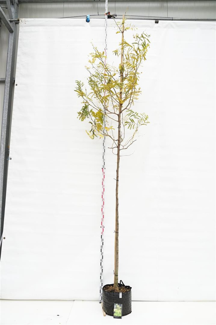 Gledičija tridyglė (Lot Gleditsia triac.) 'Sunburst' C25 KAMIENO APIMTIS 10-12 CM  STANDARD
