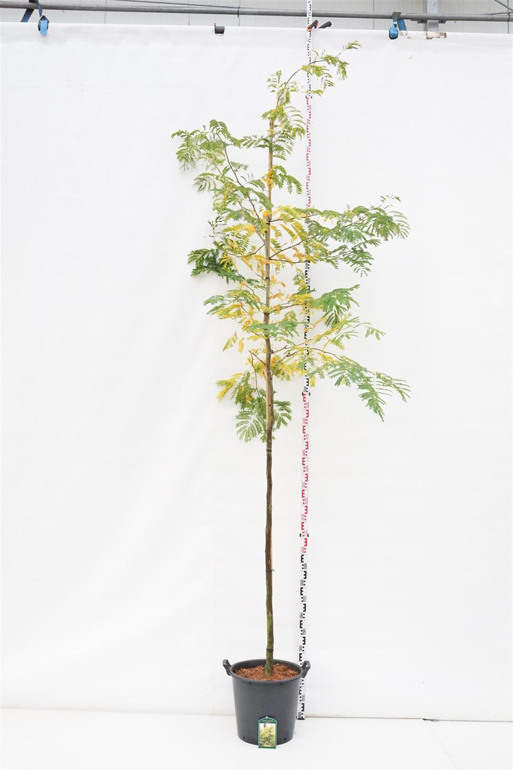 Gleditsia triac. (Lot Gleditsia triac.) 'Sunburst' C35 KOTO APIMTIS 10-12 CM | GLEDIČIJOS | MEDŽIAI
