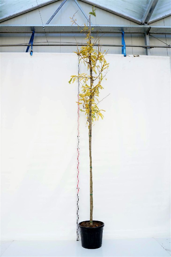 Gledičija tridyglė (Lot Gleditsia triac.) 'Sunburst' C70 KAMIENO APIMTIS 14-16 CM STANDARD
