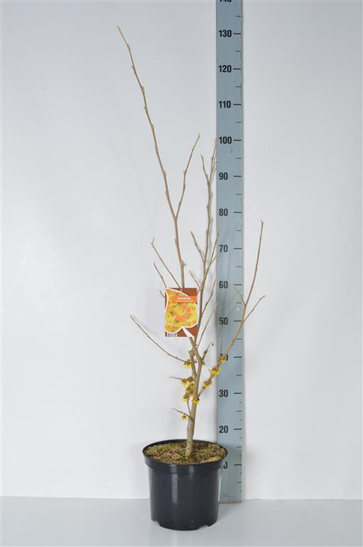 Hamamelis tarpinis (Lot Hamamelis int.) 'Arnold Promise' C5/P23 60-80 CM | HAMAMELIAI | MEDŽIAI