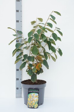 Hamamelis tarpinis (Lot Hamamelis int.) 'Arnold Promise' C7,5/P26 50-60 CM