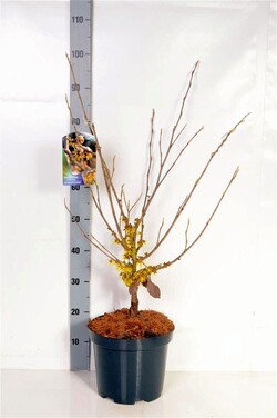 Hamamelis tarpinis (Lot Hamamelis int.) 'Arnold Promise' C7,5/P26 60-80 CM | HAMAMELIAI | MEDŽIAI