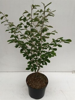 Hamamelis tarpinis (Lot Hamamelis int.) 'Arnold Promise' C10 80-100 CM - nuotrauka 1