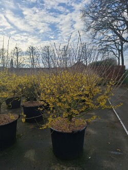 Hamamelis tarpinis (Lot Hamamelis int.) 'Arnold Promise' C130 125/+ CM | HAMAMELIAI | MEDŽIAI