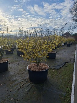 Hamamelis tarpinis (Lot Hamamelis int.) 'Arnold Promise' C65 80-90 CM | HAMAMELIAI | MEDŽIAI