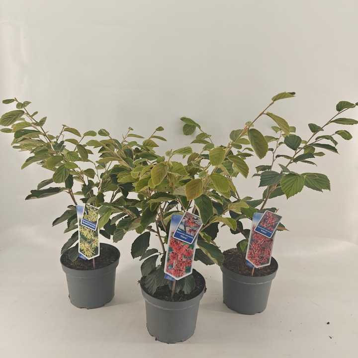 Hamamelis MIX (Lot Hamamelis in)   3x7 'Arnold Promise',  'Diane' & 'Ruby Glow' C5/P23 30-40 CM
